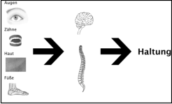 Einfluss von Sinnesorganen auf die Körperhaltung
