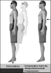 Darstellung von Körperkompensation durch Gegenspielermuskulatur
