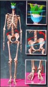 Skelettmodell mit Darstellungen von Beckenschiefstand und Fußfehlstellungen